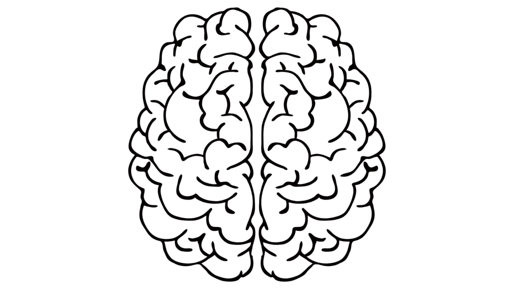 drawing of a brain