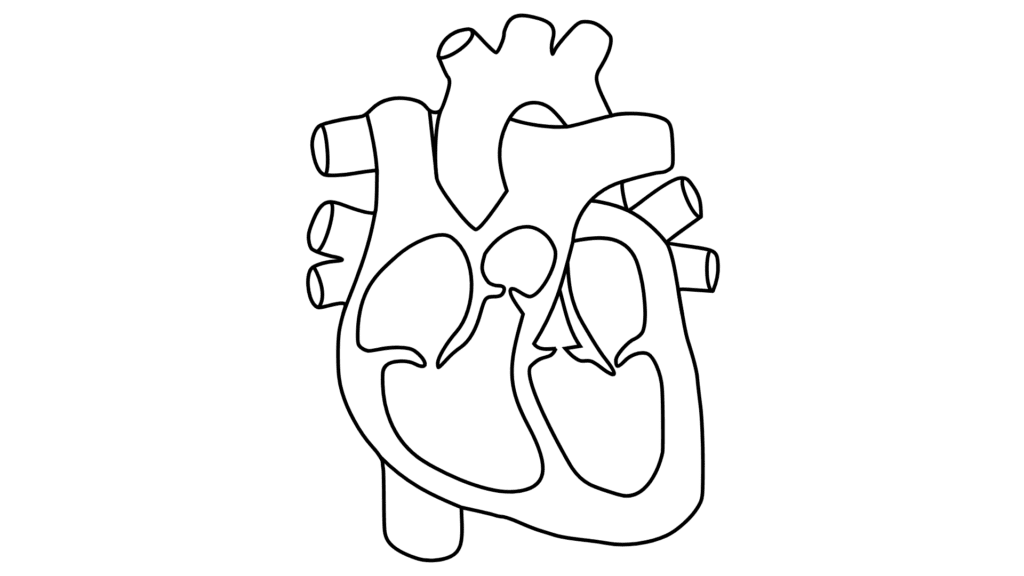 anatomical heart