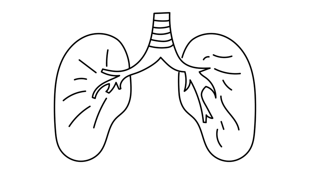 lungs