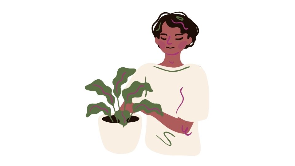 the new illustration