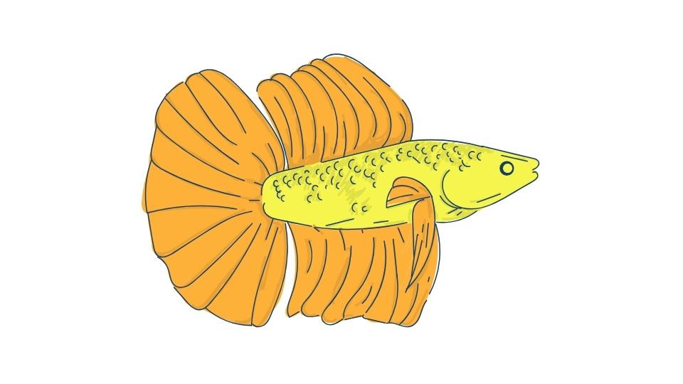 betta fish