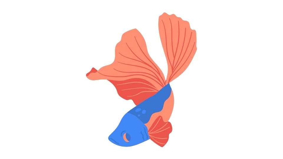 betta fish