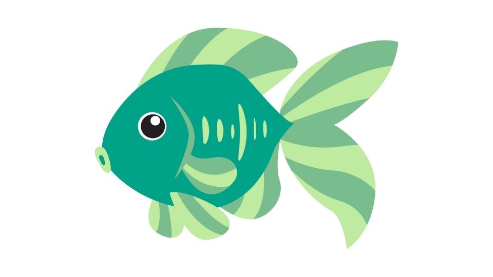 betta fish