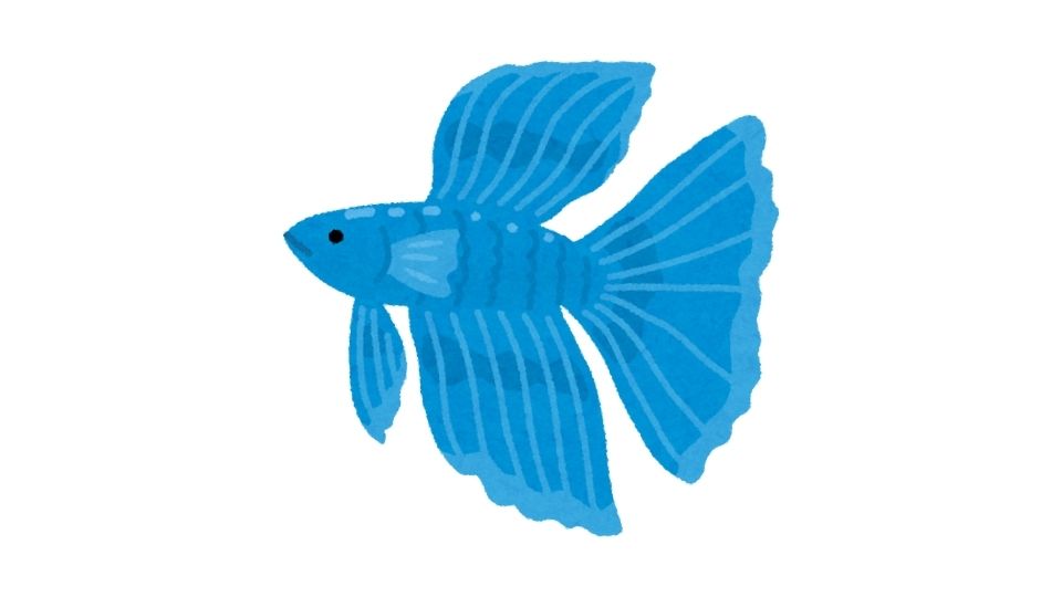 betta fish
