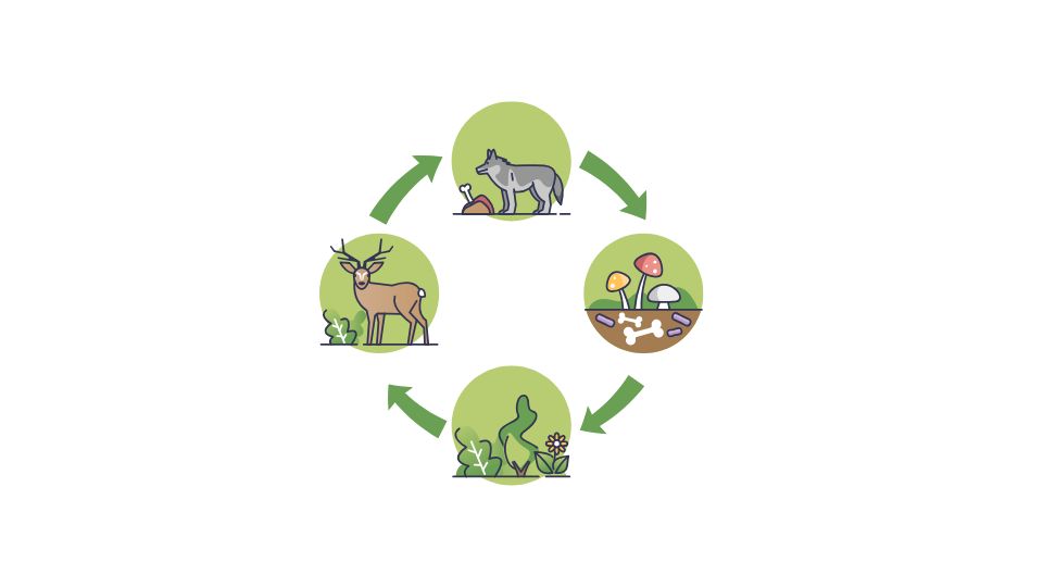food web