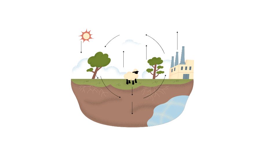 food web