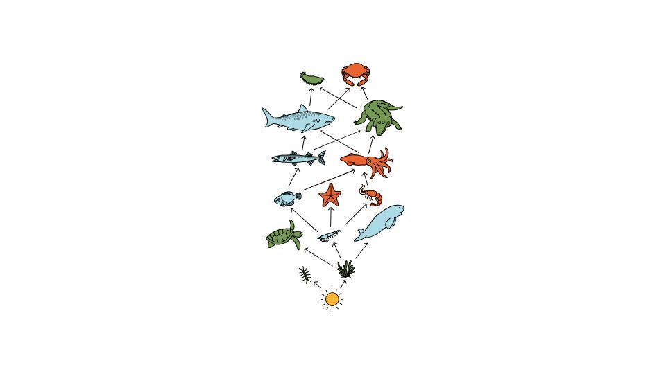 food web