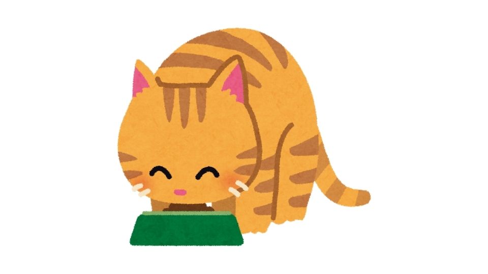 kitten food