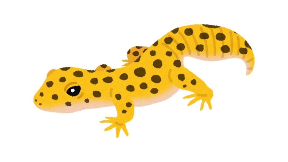 leopard