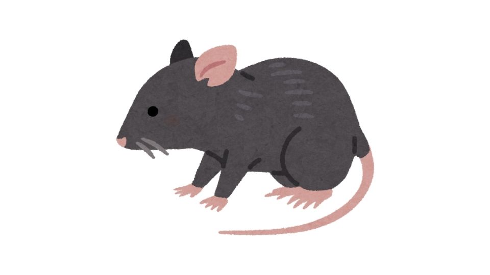 mouse