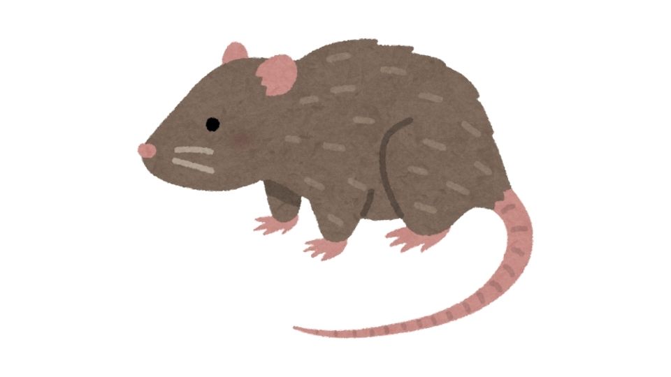 mouse