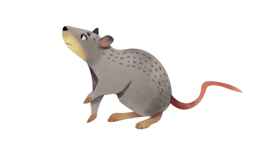 mouse