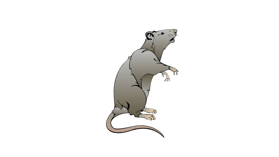 mouse
