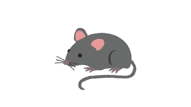 How Long Can a Mouse Survive Without Food?