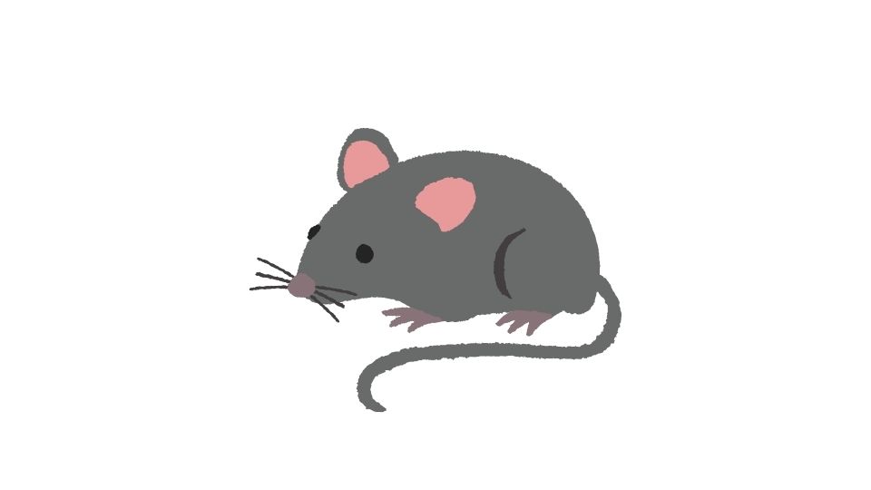 mouse