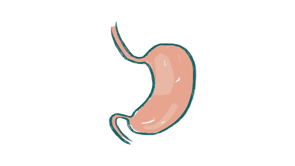 stomach