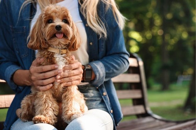 Small Dog, Big Impact: How Cavapoos Support Mental and Emotional Wellbeing